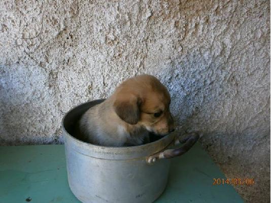 Κουταβακι χαριζεται